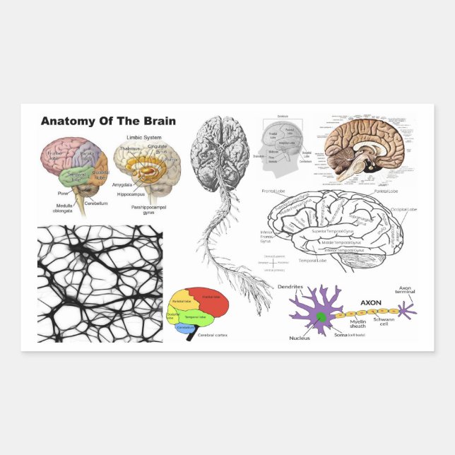 Anatomy of a Human Brain popular human anatomy Rectangular Sticker (Front)
