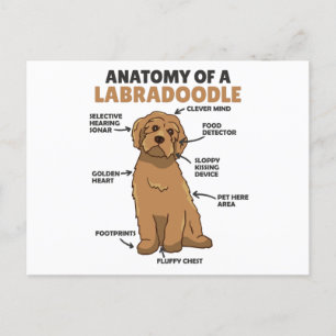 Anatomy Of A Labradoodle Cute Canine Puppy Postcard