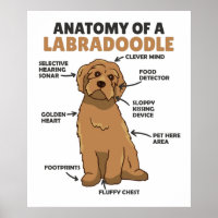 Anatomy Of A Labradoodle Cute Canine Puppy