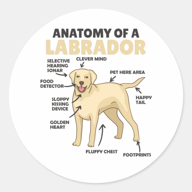 Anatomy Of A Labrador Retriever Sweet Dogs Classic Round Sticker (Front)