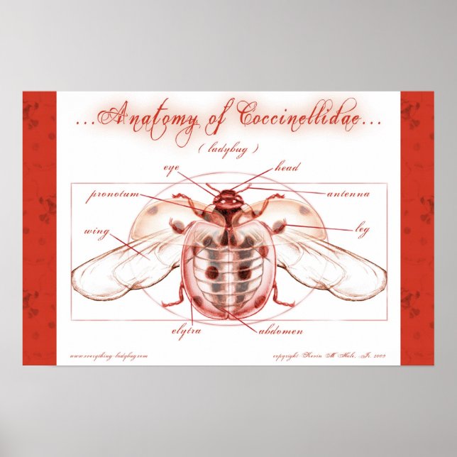 Anatomy of a Ladybug (Coccinellidae) Poster (Front)