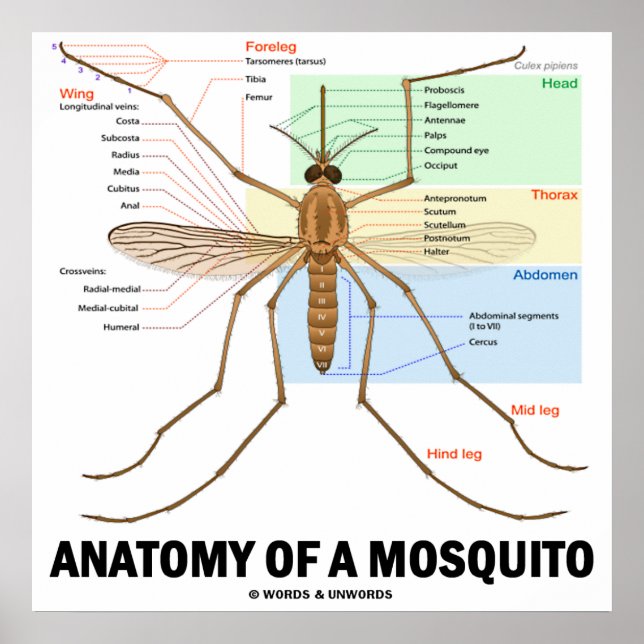 Anatomy Of A Mosquito (Entomology) Poster (Front)