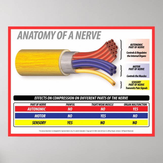 Anatomy of A Nerve 2015 Poster (Front)