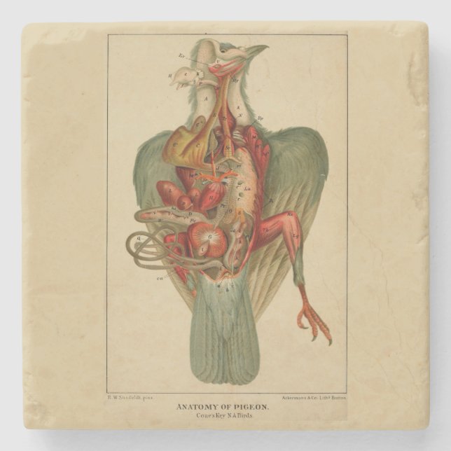 Anatomy of a Pigeon Stone Coaster (Front)