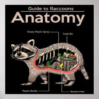 Anatomy of a Raccoon | Cute Panda Lover Poster