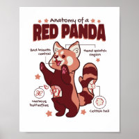Anatomy of a Red Panda Animal Lover