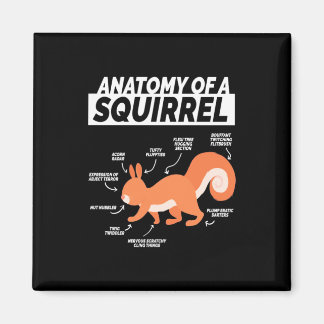 Anatomy Of A Squirrel Magnet