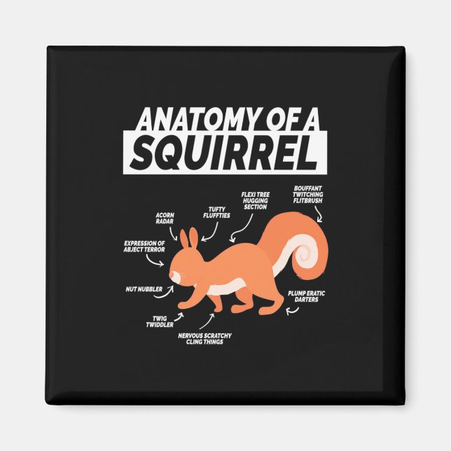 Anatomy Of A Squirrel Magnet (Front)