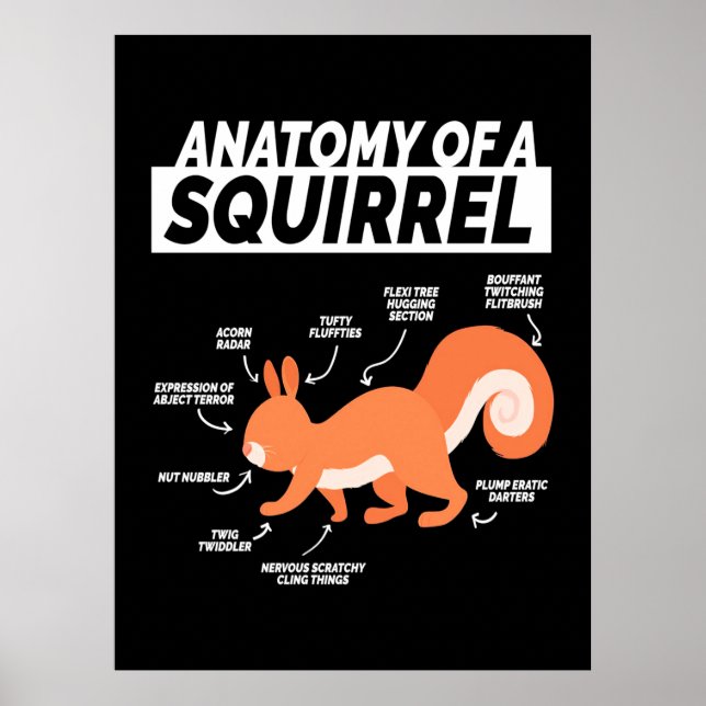 Anatomy Of A Squirrel Poster (Front)