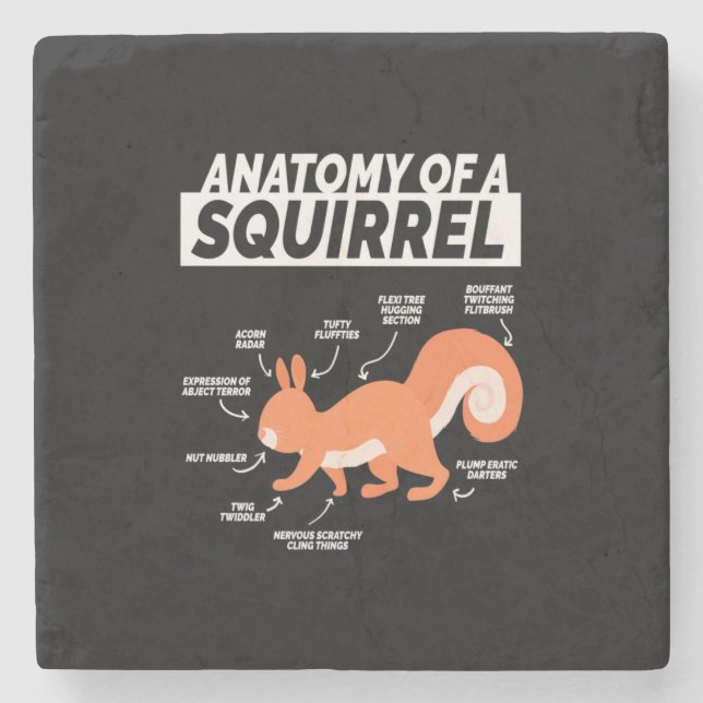 Anatomy Of A Squirrel Stone Coaster (Front)