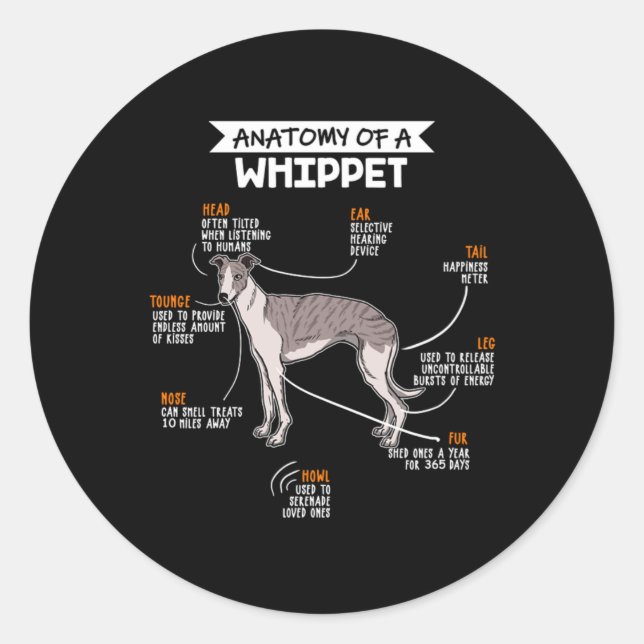 Anatomy Of A Whippet Dog Classic Round Sticker (Front)
