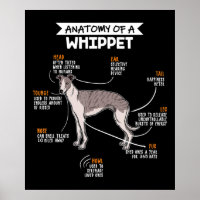 anatomy of a whippet dog