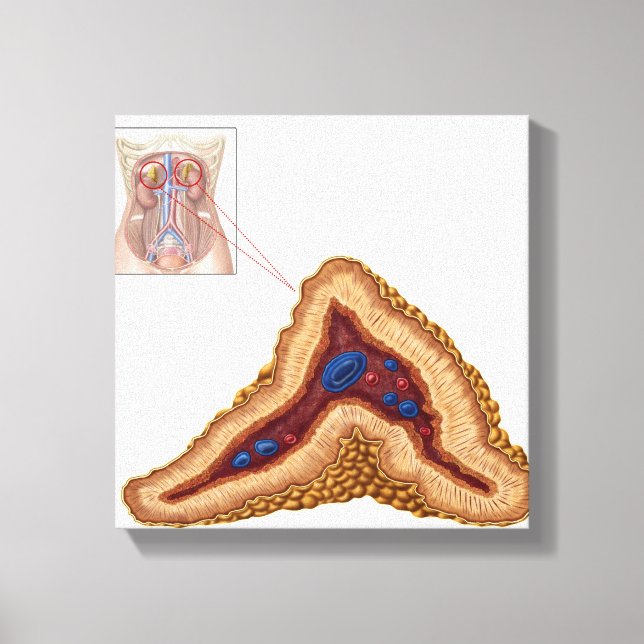 Anatomy Of Adrenal Gland, Transverse Section Canvas Print (Front)