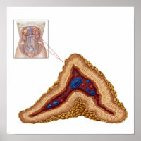 Anatomy Of Adrenal Gland, Transverse Section