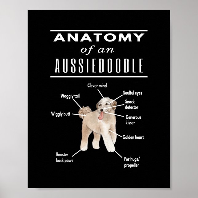 Anatomy of An Aussiedoodle Dog Poster (Front)