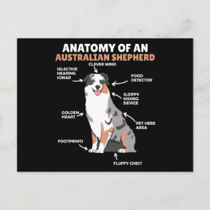 Anatomy Of An Australian Shepherd Sweet Dogs Postcard