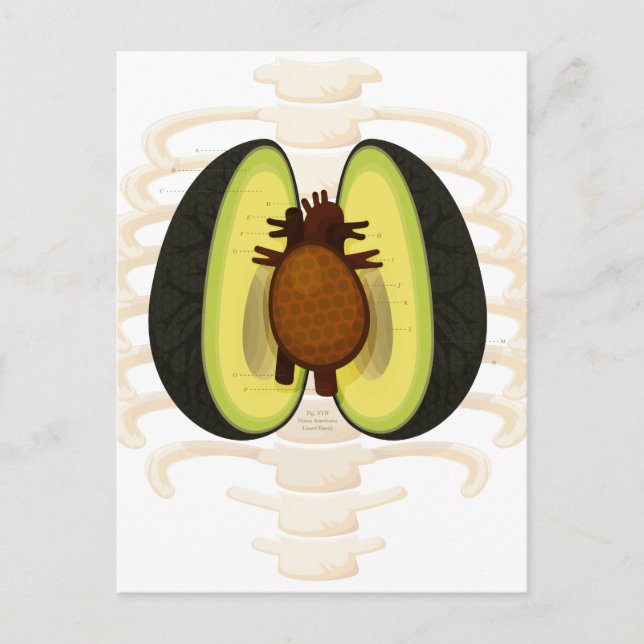 Anatomy of an Avocado Postcard (Front)