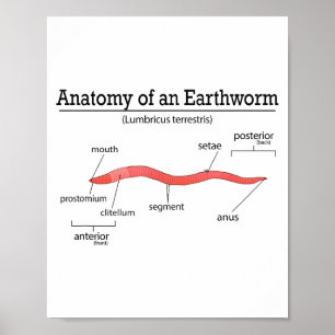 Anatomy Of An Earthworm Funny Worm Earthworm Lover Poster