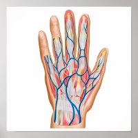 Anatomy Of Back Of Human Hand