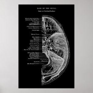 Anatomy of Cranial Bones Poster