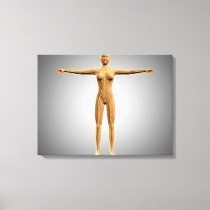 Anatomy Of Female Body With Nervous System Canvas Print