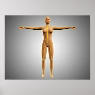 Anatomy Of Female Body With Nervous System Poster