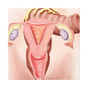 Anatomy Of Female Reproductive System 2 Canvas Print