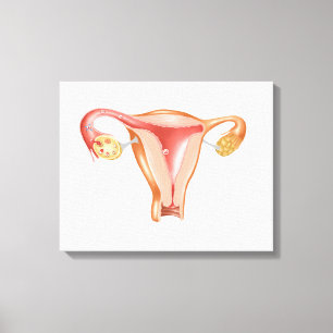 Anatomy Of Female Uterus 1 Canvas Print