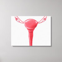 Anatomy Of Female Uterus 2