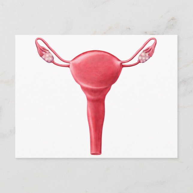 Anatomy Of Female Uterus 2 Postcard (Front)