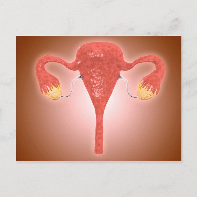Anatomy Of Female Uterus With Ovaries Postcard (Front)