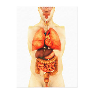 Anatomy Of Human Body Showing Whole Organs 1 Canvas Print