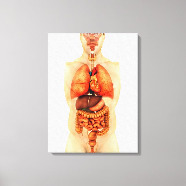Anatomy Of Human Body Showing Whole Organs 1 Canvas Print (Front)