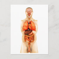 Anatomy Of Human Body Showing Whole Organs 1
