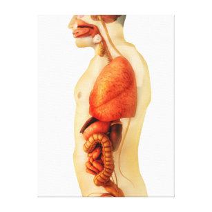 Anatomy Of Human Body Showing Whole Organs 2 Canvas Print