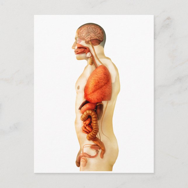 Anatomy Of Human Body Showing Whole Organs 2 Postcard (Front)