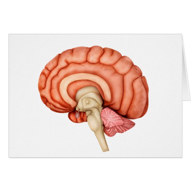 Anatomy Of Human Brain, Side View 1 (Front Horizontal)