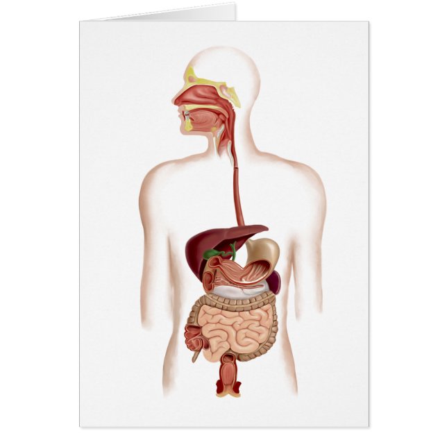 Anatomy Of Human Digestive System (Front)