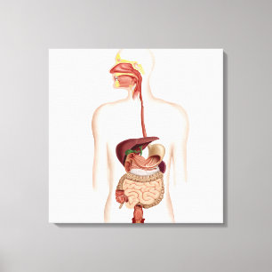 Anatomy Of Human Digestive System Canvas Print