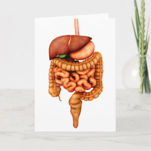 Anatomy Of Human Digestive System, Front View Card