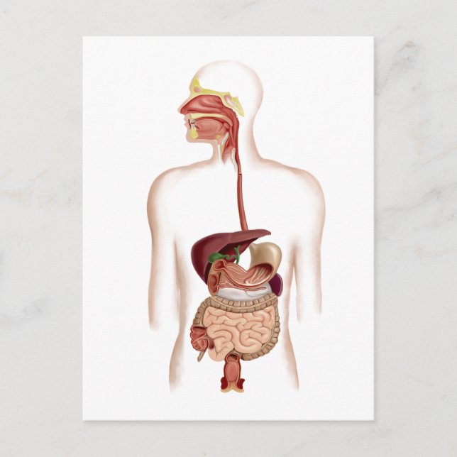 Anatomy Of Human Digestive System Postcard (Front)
