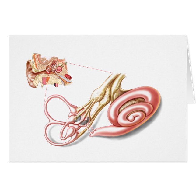 Anatomy Of Human Ear, Membranous Labyrinth (Front Horizontal)