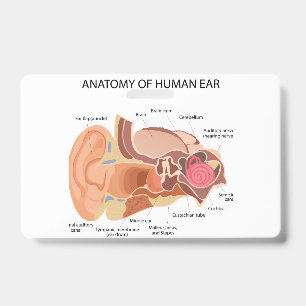 Anatomy of human ears ID badge