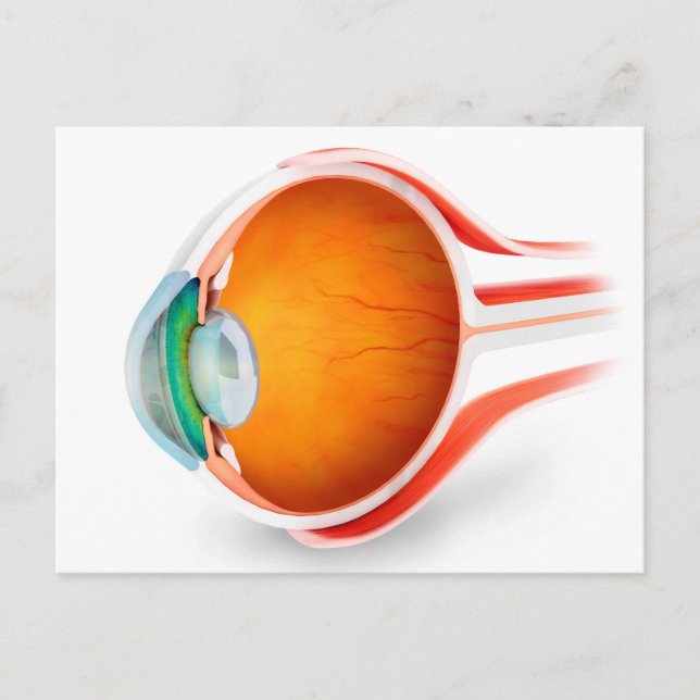 Anatomy Of Human Eye, Perspective Postcard (Front)