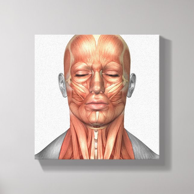 Anatomy Of Human Face And Neck Muscles, Front Canvas Print (Front)