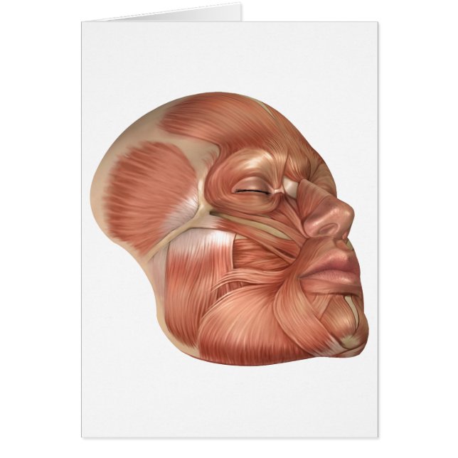 Anatomy Of Human Face Muscles (Front)