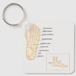 Anatomy of human foot  key ring