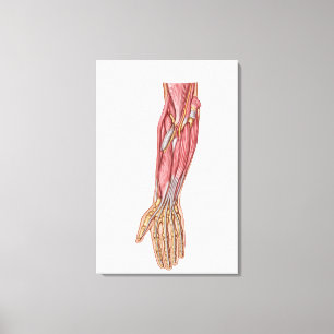 Anatomy Of Human Forearm Muscles 1 Canvas Print