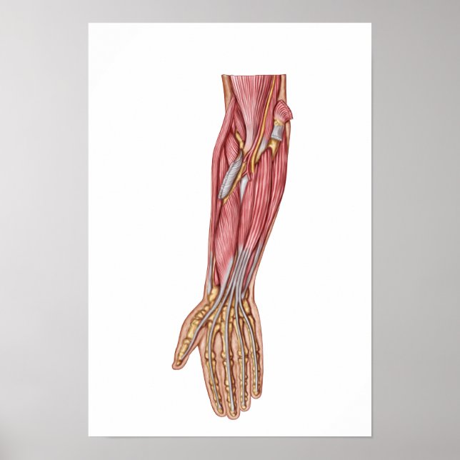 Anatomy Of Human Forearm Muscles 1 Poster (Front)