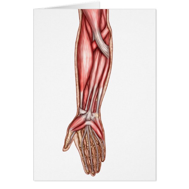Anatomy Of Human Forearm Muscles 2 (Front)